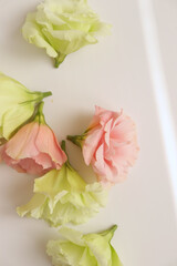 Eustoma fresh flowers flat lay, tender pastel floral photography background