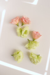 Eustoma fresh flowers flat lay, tender pastel floral photography background
