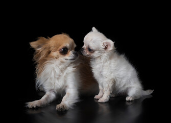 adult and puppy chihuahua in studio