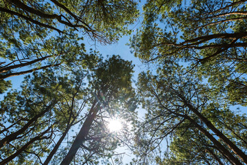 The pine forest often appears in high mountains. Under khasiya Pine (Pinus kesiya) with worm eye view concept. Old large tree in the forest.