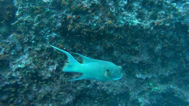 Hogfish Swimming Underwater in Coral in the Galapagos Islands