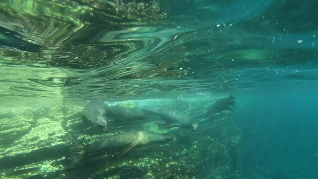 Sea Lions Swimming Playfully in Turquoise Water in the Galapagos Islands