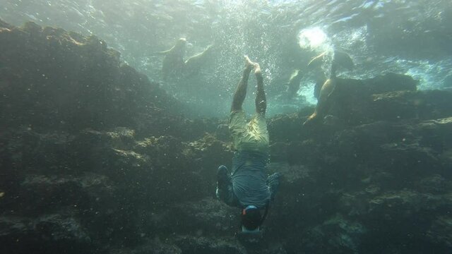 Tourist Diving with Playful Sea Lions Underwater in the Galapagos Islands