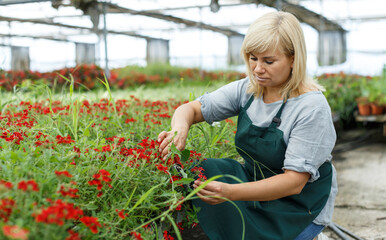Portrait of mature female gardener with scissors cutting vervena plants in greenhouse