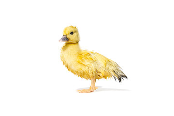 NewBorn little Cute yellow wet duckling isolated on white.
