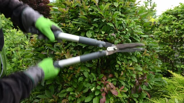 Close View Of Man Working In Garden To Prune And Reshape Tall Bushes With Garden Scissors. Concept Of Home And Garden Maintenance In Summer.