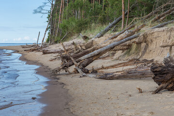 Fototapeta na wymiar trees felled after a storm on the seashore