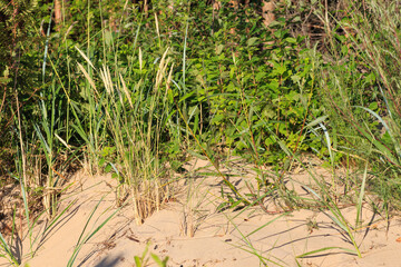 the grass grows in the dunes in summer