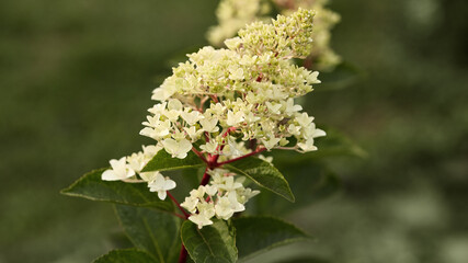 a branch of a blooming hydrangea with white flowers in the garden against a green lawn. copy space. panoramic banner