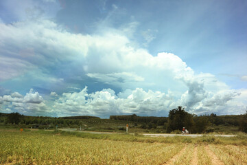 Fototapeta premium vineyard in the summer . Spring pineapple garden among mountains and blue sky