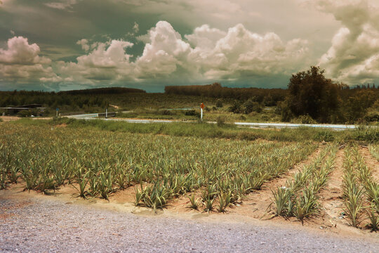 vineyard in the summer . Spring pineapple garden among mountains and blue sky