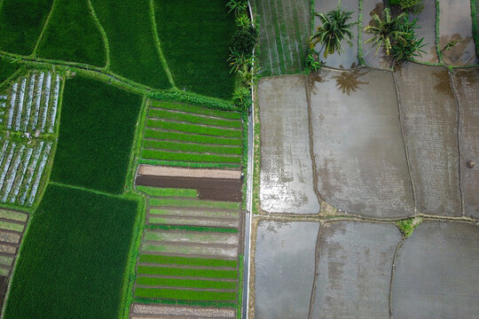 Pattern of the rice fields by aerial 
