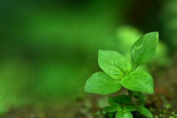 Abstract green leaf background, soft focus, sunny day, fresh spring field, natural textured wallpaper