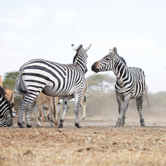 A heard of Zebra (Equus quagga) fighting near a waterhole. Kenya. Square Composition.