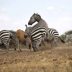 A heard of Zebra (Equus quagga) fighting near a waterhole. Kenya. 