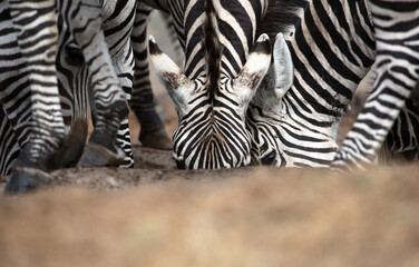 Fototapeta premium A heard of Zebra (Equus quagga) drinking from a waterhole. Kenya.