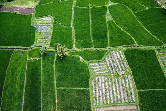 Pattern of the rice fields by aerial 