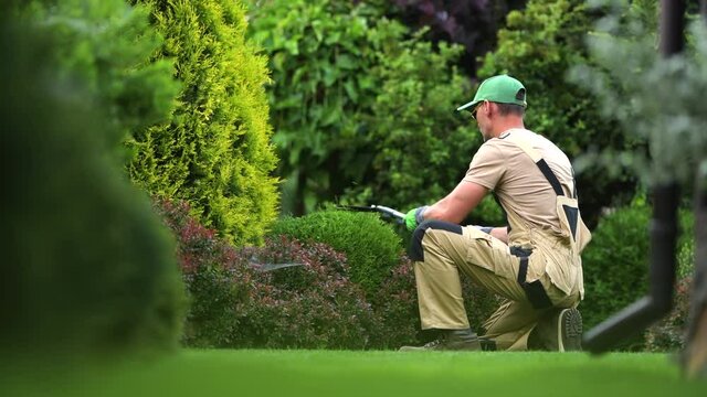Experienced Male Landscaper Taking Care Of Private Property Lawn And Garden. Expert Gardener Trimming  And Shaping Low Vegetation.