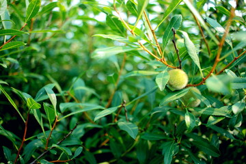Green leaves of a shrub with a nut.