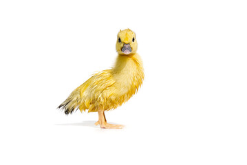 NewBorn little Cute yellow wet duckling isolated on white.