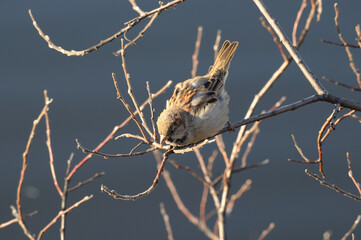 A forest sparrow sits on a branch and looks down.