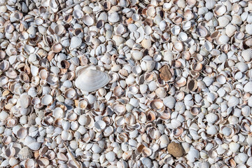 Top view of seashells on the sand on a sunny day. Natural background of marine nature. Sea vacation concept. Copy space. Flat lay.