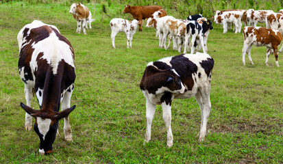 Fototapeta na wymiar Herd of cows and calves on a green field in the Smolensk region, Russia
