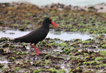 Oyster Catcher 1