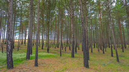 Pine forest after a fire in Lithuania