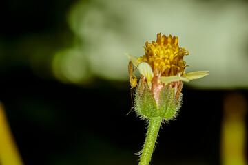 A mosquito is perched by a flower.