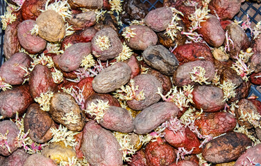 Old sprouted potato tubers in a pile.