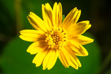 Obraz premium Some pollen that has already bloomed