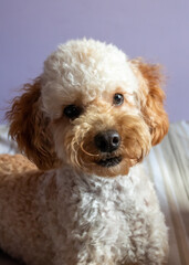 portrait of a poodle puppy