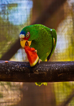 loro, cotorro