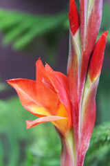 red and yellow flower