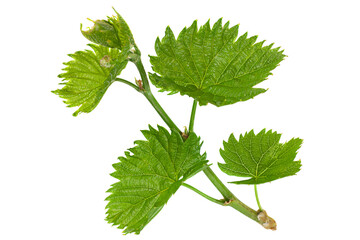 Grape fruit young leaf