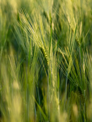 Green ears of wheat at sunset.