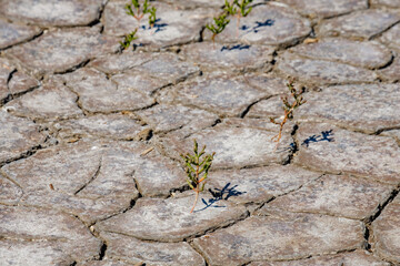 Lonely stunted green sprouts on dry, cracked earth. Natural mosaic created by cracks in dry salt-covered soil. Dead nature. Drought. Background and texture. Copy space.
