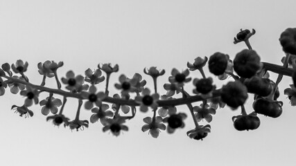black and white flowers