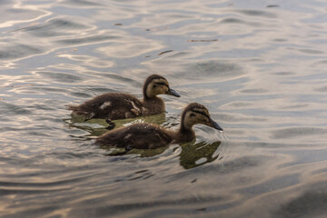 two baby ducks side by side