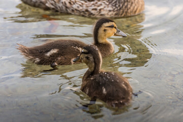 two little baby ducks swimming side by side