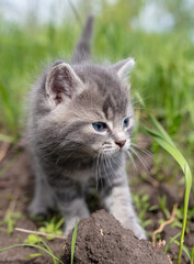 Naklejka na ściany i meble Portrait of a little kitten in green grass