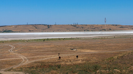 Steppe landscape. Lonely green treess on dry hot sand. Ravine in the steppe. 