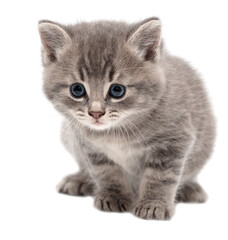 Little fluffy kitten isolated on a white