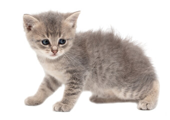 Little fluffy kitten isolated on a white