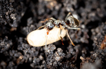 White ant eggs in nature.