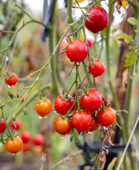 Ripe tomatoes on the plant in summer.