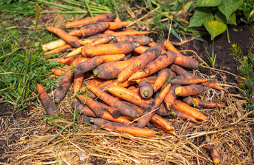 Ripe carrots lie on the ground in summer.