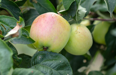 Ripe apples on the branches of a tree in summer.
