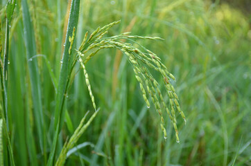 Fototapeta na wymiar the green ripe paddy plant grains in the field meadow.